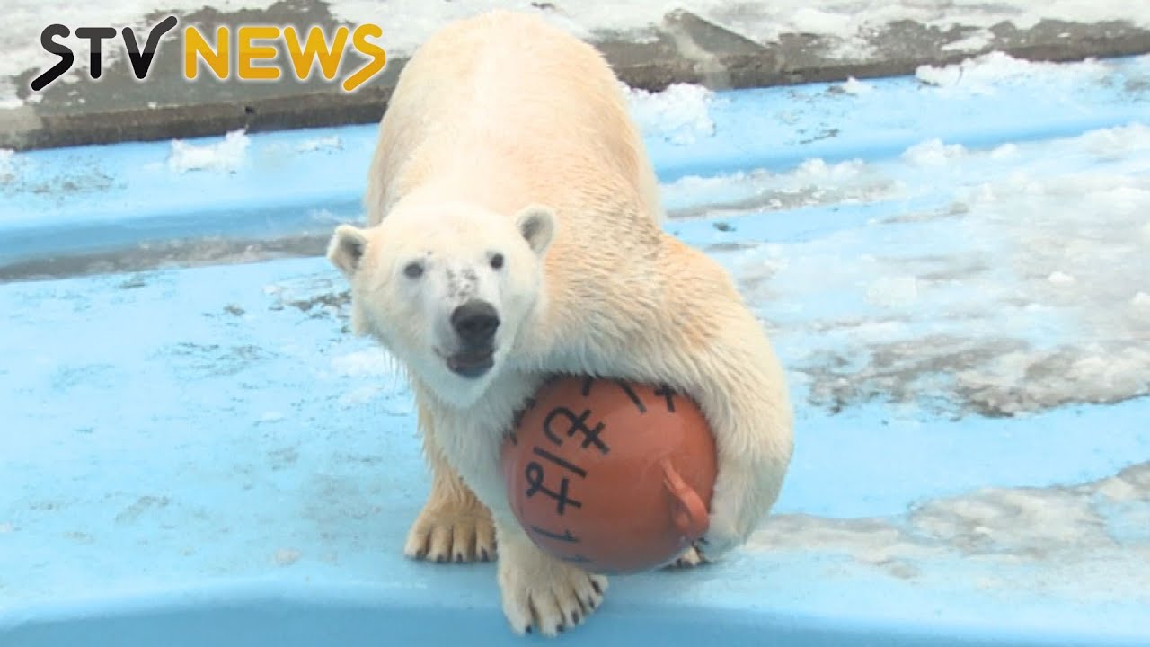 【アーカイブ】ありし日のホッキョクグマ「ミルク」　２０１６年・釧路市動物園