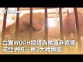 台獲WOAH授證為豬瘟非疫國 成亞洲唯一無3大豬病國 20250530 公視早安新聞 台獲WOAH授證為豬瘟非疫國 成亞洲唯一無3大豬病國 20250530 公視早安新聞