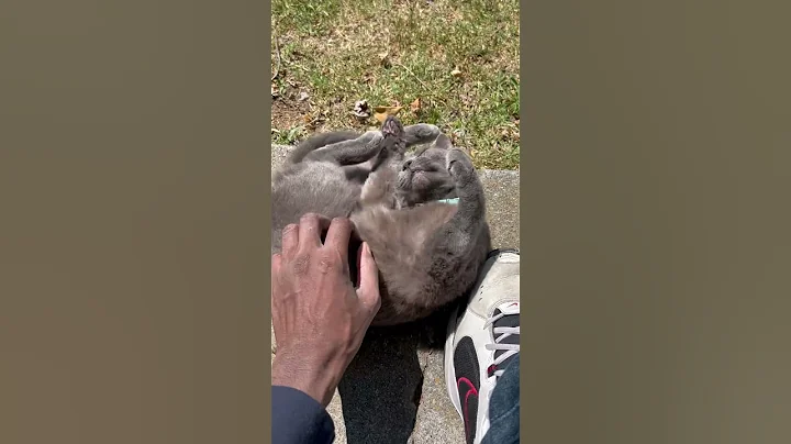 Watch the video about Greyson! My lil Chartreux! #cat #cats #chartreux #greycat #russianblue #love #cute #loving #pets