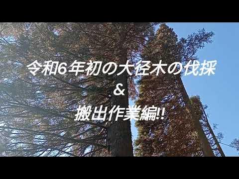 久住のおっちゃん＆おばちゃんの田舎暮らし・夫婦で林業・令和6年、初の大径木の伐採＆搬出作業編！！