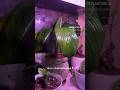 Grow Lights Setup in my living room | Growing plants in low light
