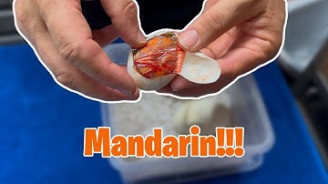 Double Egg Cutting!!! #snakes #eggcutting #ballpython