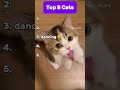 TOP 5 CATS #cat #catshorts #cats #ranking #ranked #rankpush #top5 #subscribe