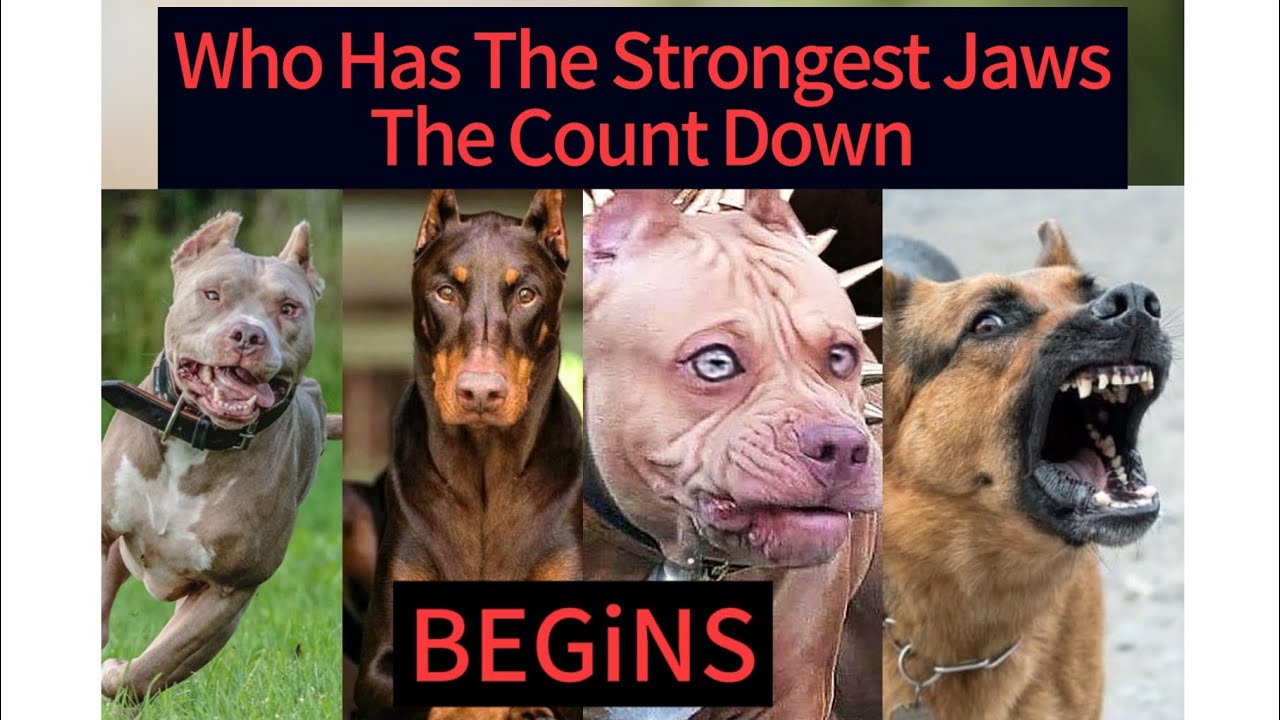 top-ten-dogs-with-strongest-bite-force-animals-dogfights