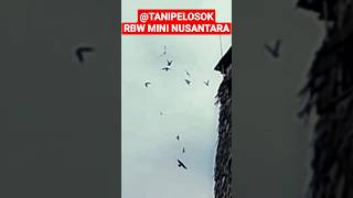 @TANIPELOSOK RBW mini nusantara #rbwmini #rbwsederhana #rbw