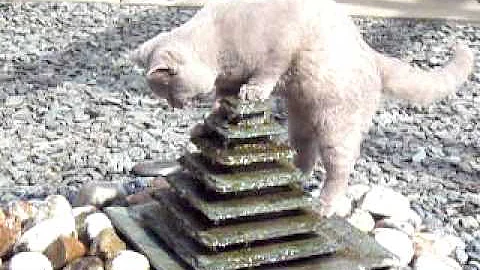 Watch the video about Hugo - The Waterbaby Cat - Lilac British Shorthair