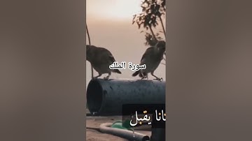 #القرآن_الكريم تلاوة خاشعة سورة الملك الشيخ ماهر المعقلي