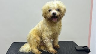 Nettoyer une tache d'urine sur un chien croisé caniche.