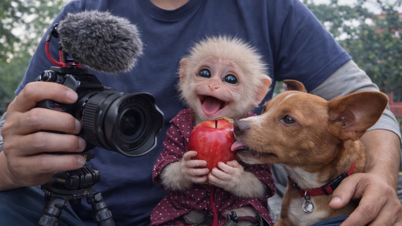 Нет оператора – Что же случится с обезьянкой Бабой, собакой Боном и мистером Минем?