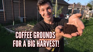 How to Use Coffee Grounds in your Garden to Get a Big Harvest This Year!