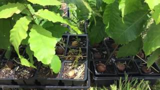 Chestnut Update Rootmaker Vs. Nkpurchased At Walmart