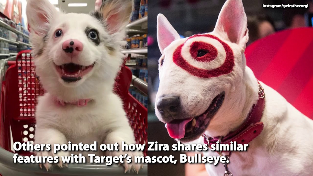 Corgi Freaks Out Over Target Trip