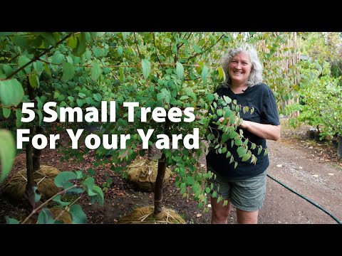 Video: Mazie dekoratīvie koki ēnošanai - kā ēno dekoratīvie koki
