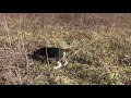 Skyview's Beagles R a bit To Brush Pile. Jan 9Th. 2021