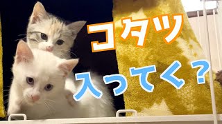 かわいい子猫たちに専用のコタツをプレゼントした結果…？ by 捨て猫姉弟ハナとユキ 25,551 views 1 year ago 9 minutes, 2 seconds