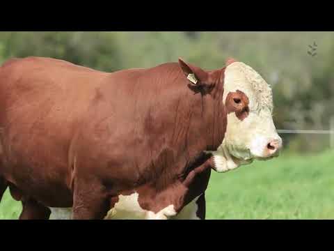 Lote 22 FIV J057 mp4