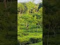 Assam Tea Garden Walk 🍃 #teagarden #shorts #reels
