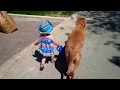 Tiny 2yr old walks mastiff with ease