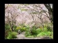 幻の京都の桜・原谷苑の桜まだ見頃（2015年4月17日）