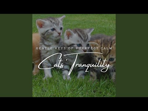 Ver Serene Serenades for Kitties no YouTube