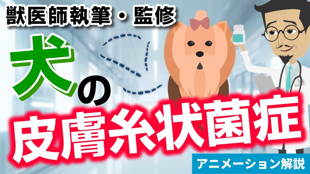 犬の皮膚糸状菌症について【獣医師執筆監修】症状から治療方法