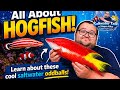 Saltwater Talk w/ Aqua Alex: All About Hogfish