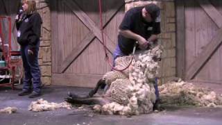 Aggie Days 2010 Sheep Shearing Demo