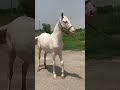 جھنگ سے بھائی نجف عباس وڑائچ کا خوبصورت شوق Horse 