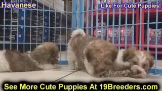 Havanese, Puppies, Dogs, For Sale, In Jacksonville, Florida, FL, 19Breeders, Orlando, Cape Coral