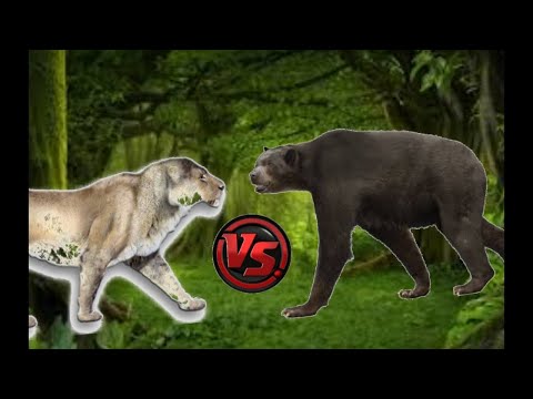 AMERICAN LION VS SHORT FACED BEAR