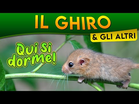 Video: Perché il ghiro è in pericolo?