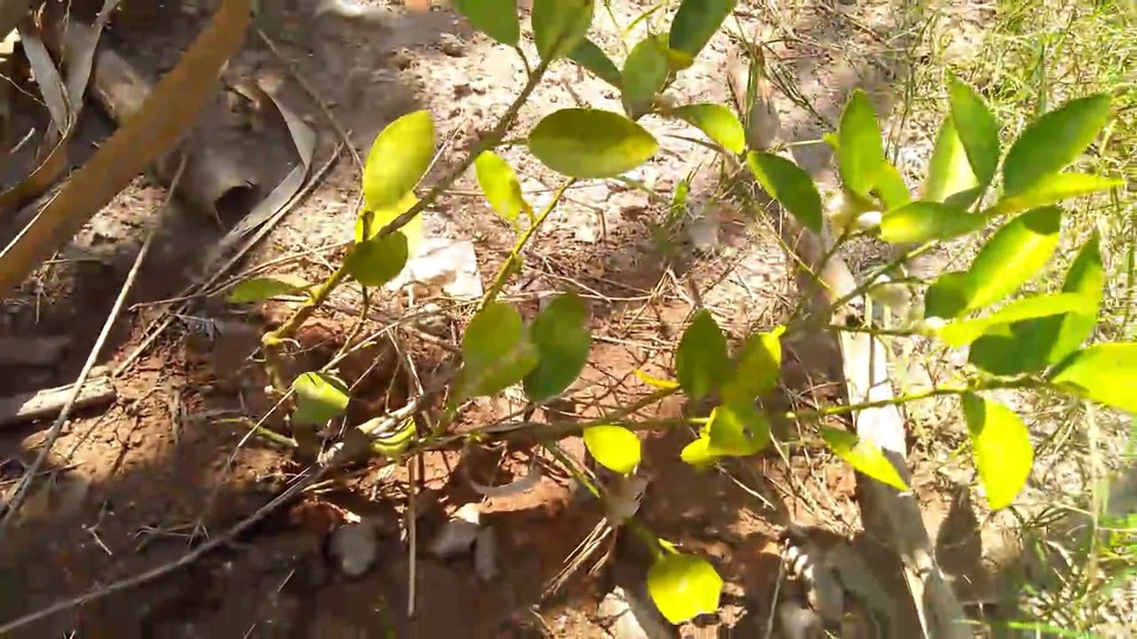 Exemplos De Plantas Obtidas A Partir De Mudas