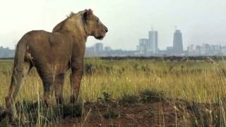 Kenya hunts for escaped Nairobi lions