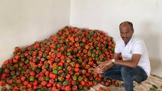 Sorting, grading & packing of sweet pepper
