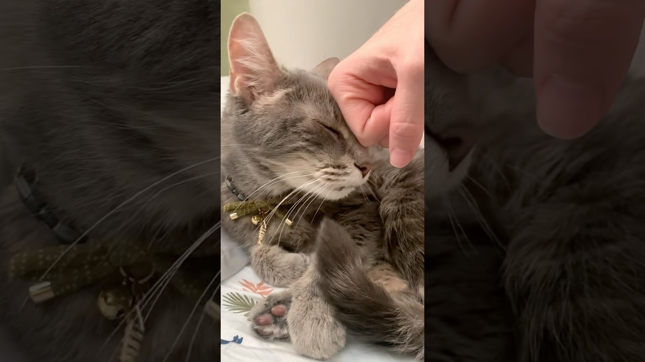 revving up the drool machine