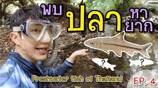 ดูปลากับพาทิศ EP. 4 สำรวจปลา ลำภาชี จ.ราชบุรี Freshwater fish of Thailand