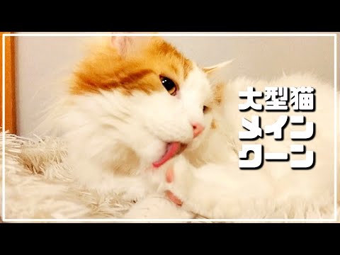大型猫メインクーンの毛づくろいをたっぷり魅せます。 There is a cat licking himself.(giant maine coon  cat)