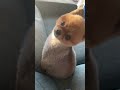 現金な犬