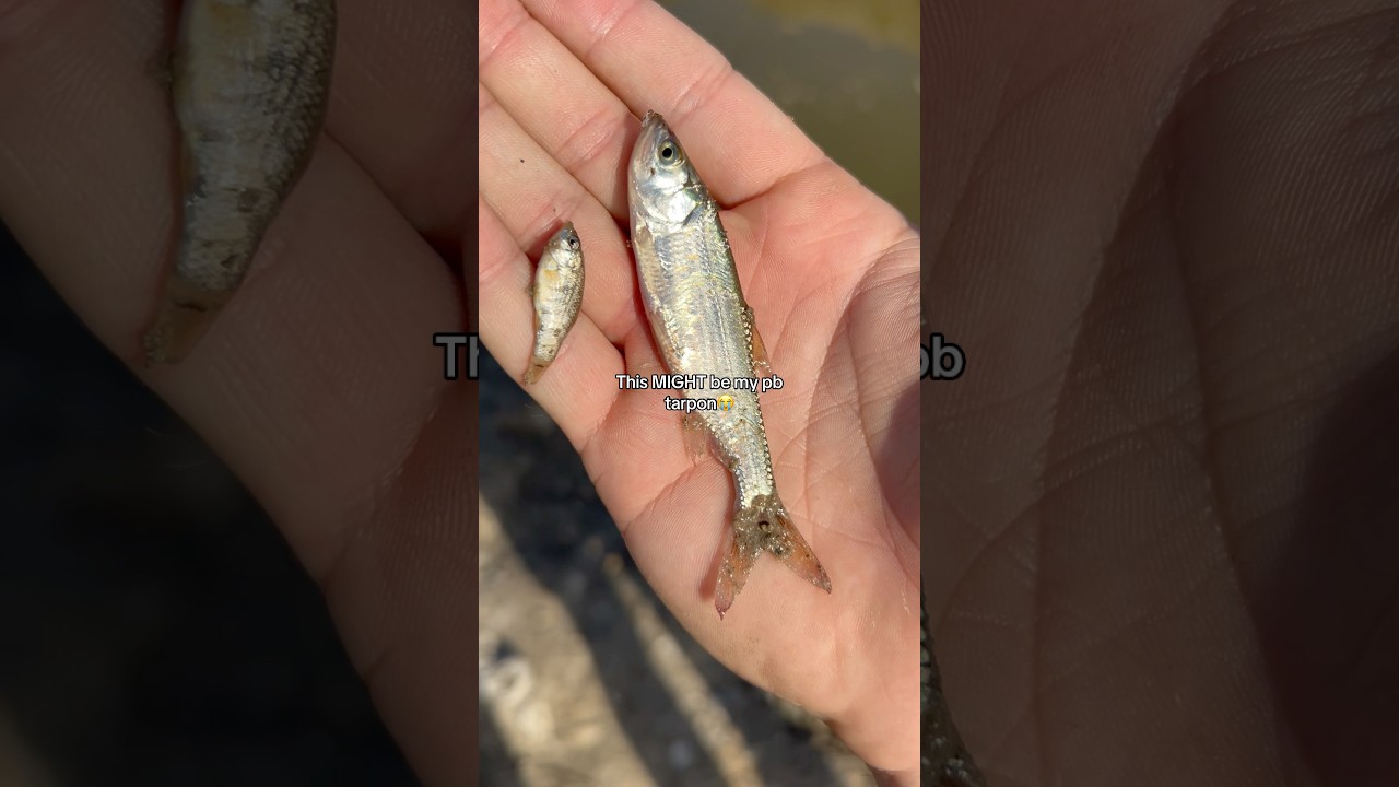 New personal record TARPON?!😭 