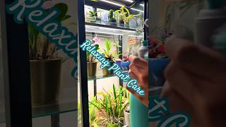 relaxing orchid care🪴 #piano #asmr #plants #houseplants #orchids #plantcare #relaxingmusic