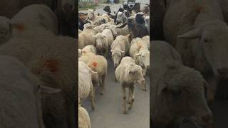 KASHMIRI SHEEPS FOR EID QURBAN MAKUT HAI #kashmiri #eidqurban #sheeps #eidmubarak #kashmiristyle