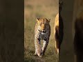 @ChuChuTV @tydollasign #lion #animals #tigerspotted #animallife