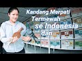 Pemain Merpati Tercantik di Abad Ini dari Pamoras