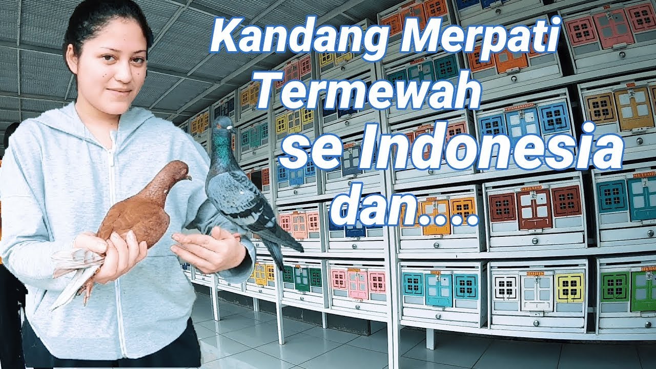 Pemain Merpati Tercantik di Abad Ini dari Pamoras