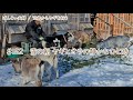 【80歳ヤギ飼い#2】雪の朝、ヤギ小屋の掃除を少しだけ後回しにしてヤギと、オラの静かなひと時「72歳からの楽しいシニアライフ#151」
