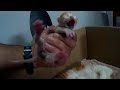 Gatos recién nacidos maullando - Videos Educativos.