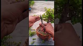 tips for jade plant # youtubeshorts#terrace garden #plants #gardening jade plant🪴🪴