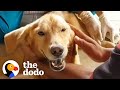 Golden Retriever Spent His Life In A Cage And Now He Runs On The Beach | The Dodo Heroes