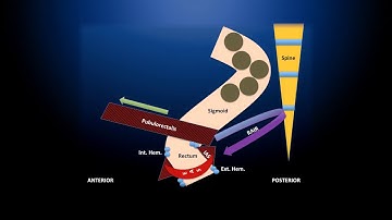 Anatomy, Physiology and Evaluation of Anorectal Disorders