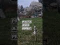 Kneeling position #outdoorairgun #hft